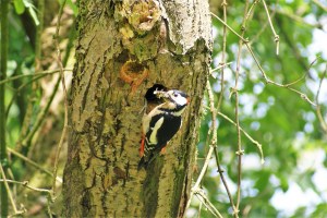 great-spotted-woodpecker-205589_1920