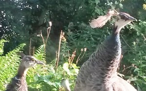 20180904_092418_resized-1 (2)