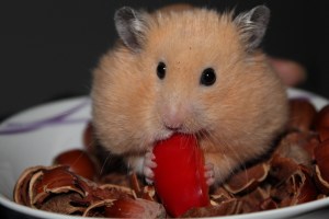 goldhamster-943373_1920
