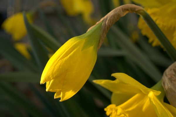 narcissus-4091922_1920