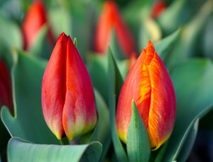 tulips-4909348_1920