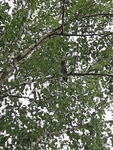 20200610_164420_resized